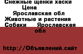 Снежные щенки хаски › Цена ­ 7 000 - Ярославская обл. Животные и растения » Собаки   . Ярославская обл.